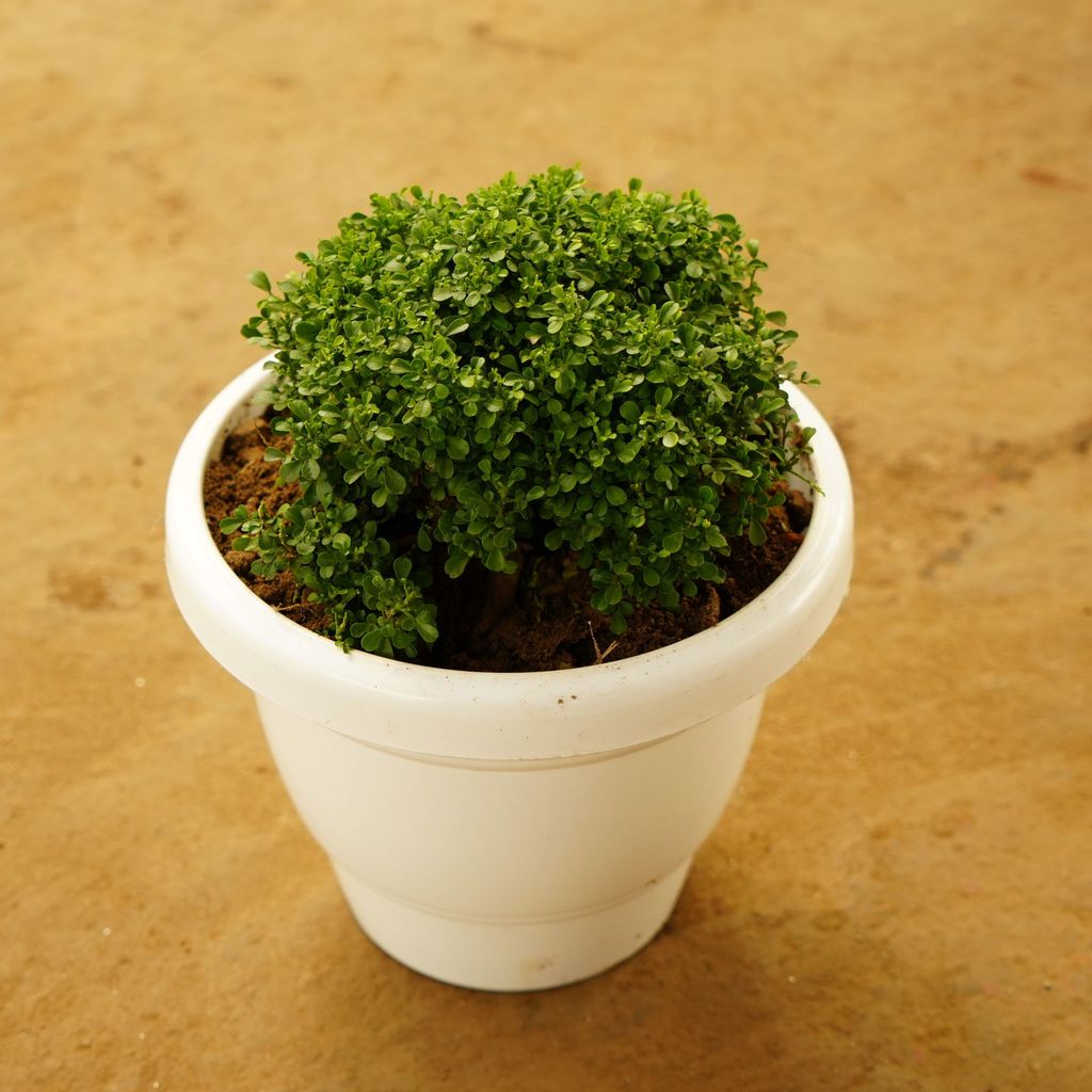 Table Kamini Ball in 8 Inch Classy White Plastic Pot