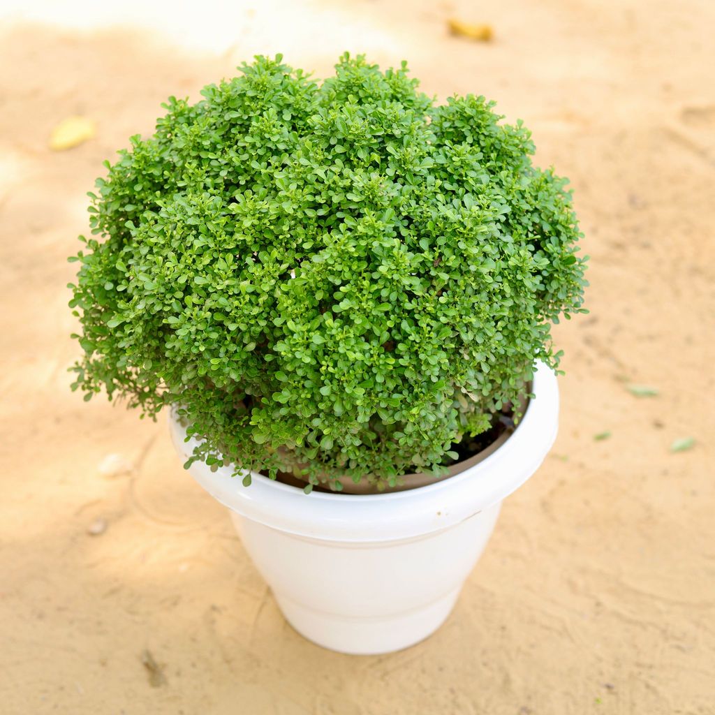 Table Kamini Ball in 10 Inch Classy White Plastic Pot