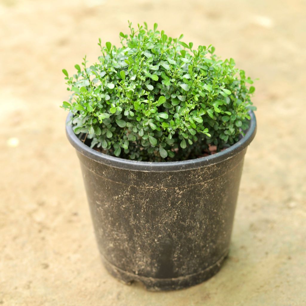 Table Kamini Ball in 5 Inch Nursery Pot