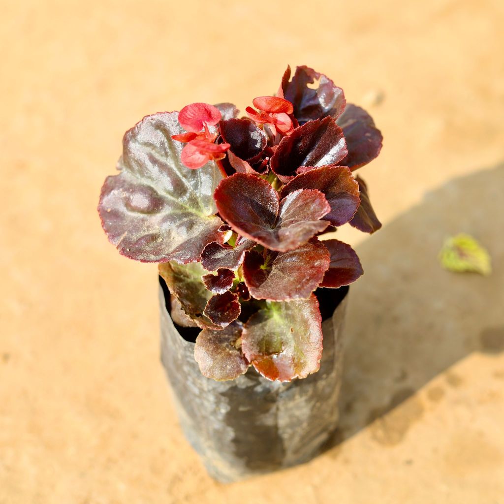 Begonia (any colour) in 4 Inch Nursery Bag