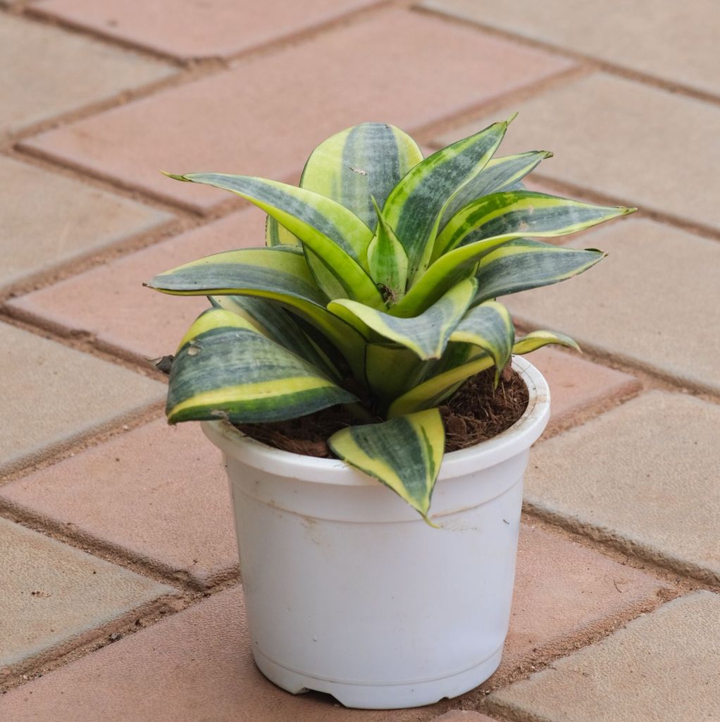 Snake Yellow in 3 Inch Nursery Pot