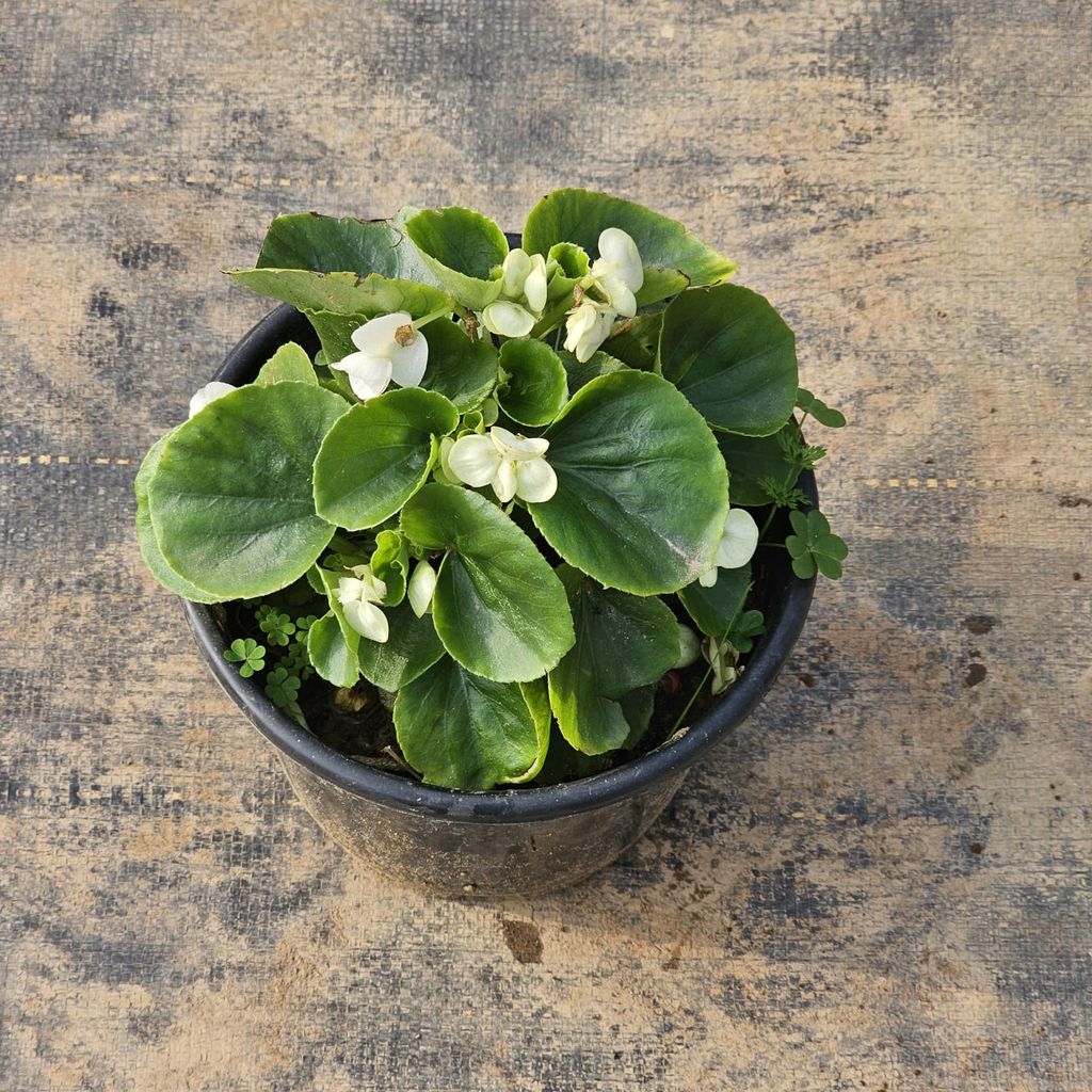 Begonia White in 6 Inch Nursery Pot