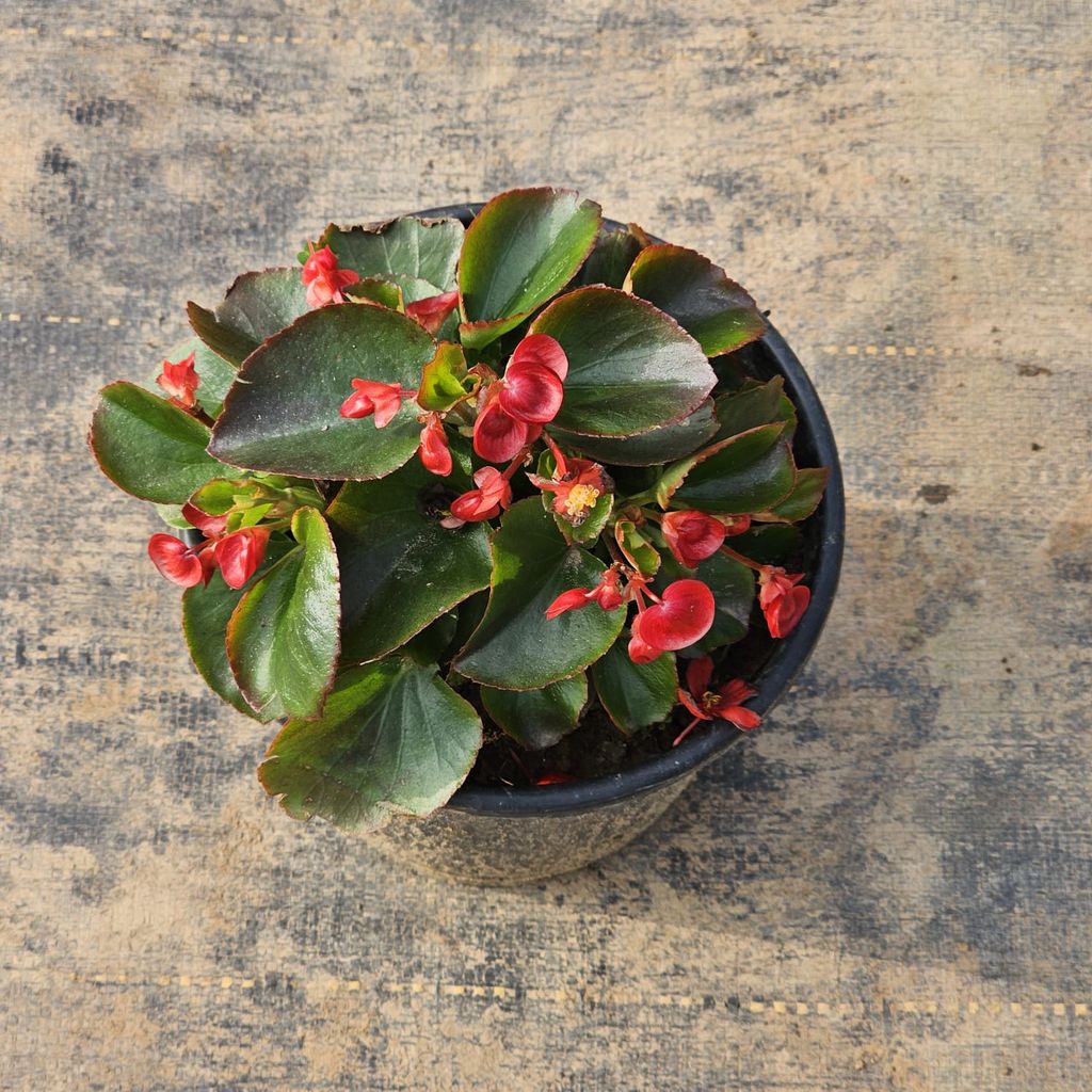 Begonia Green Red in 6 Inch Nursery Pot