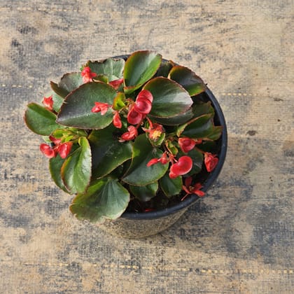 Buy Begonia Green Red in 6 Inch Nursery Pot Online | Urvann.com