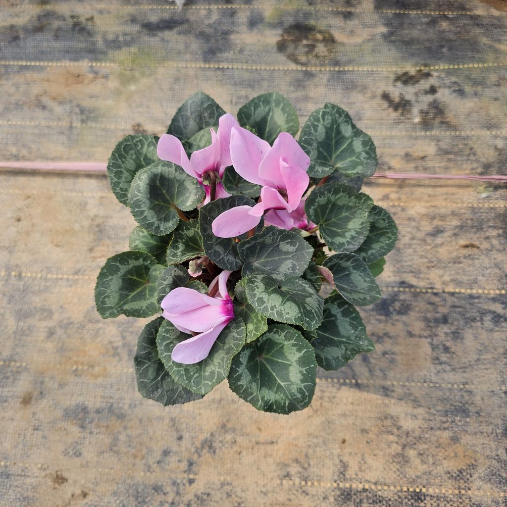 Free Next Day Delivery | Cyclamen Light Pink in 6 Inch Nursery Pot