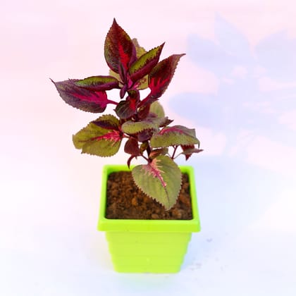 Buy Coleus Red (any design) in 6 Inch Green Premium Orchid Square Plastic Pot Online | Urvann.com