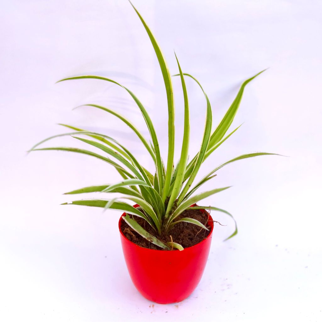 Spider in 6 Inch Red Premium Orchid Round Plastic Pot