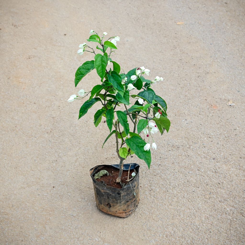 Bleeding Heart (any colour) in 4 Inch Nursery Bag