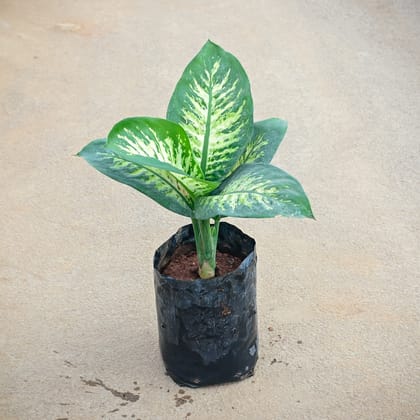 Buy Dieffenbachia Tropic Snow in 5 Inch Nursery Bag Online | Urvann.com