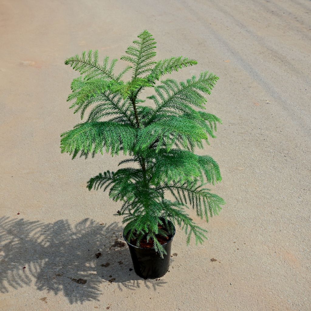 Araucaria / Christmas Tree in 5 Inch Nursery Pot