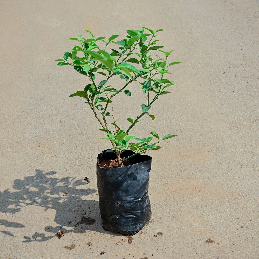 Nimbu / Lemon Plant in 5 Inch Nursery Bag