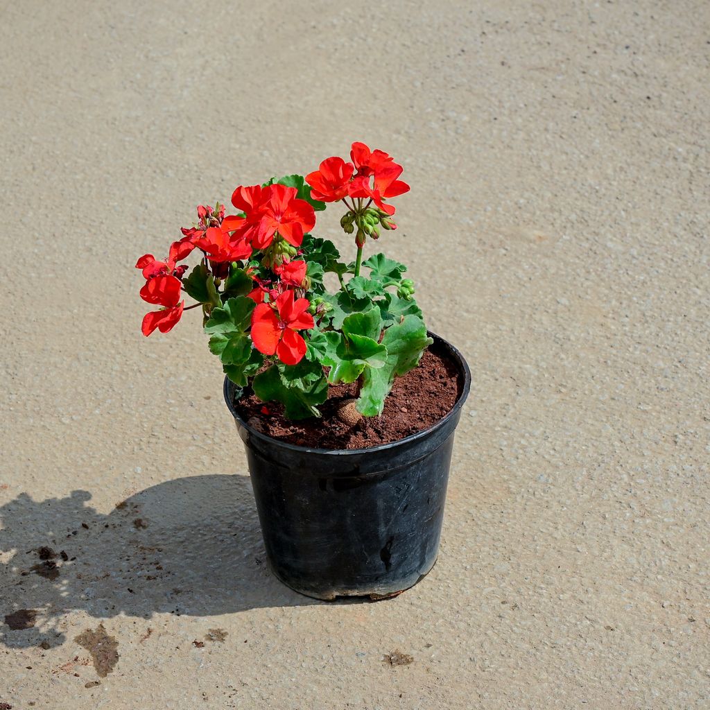 Geranium Red in 5 Inch Nursery Pot