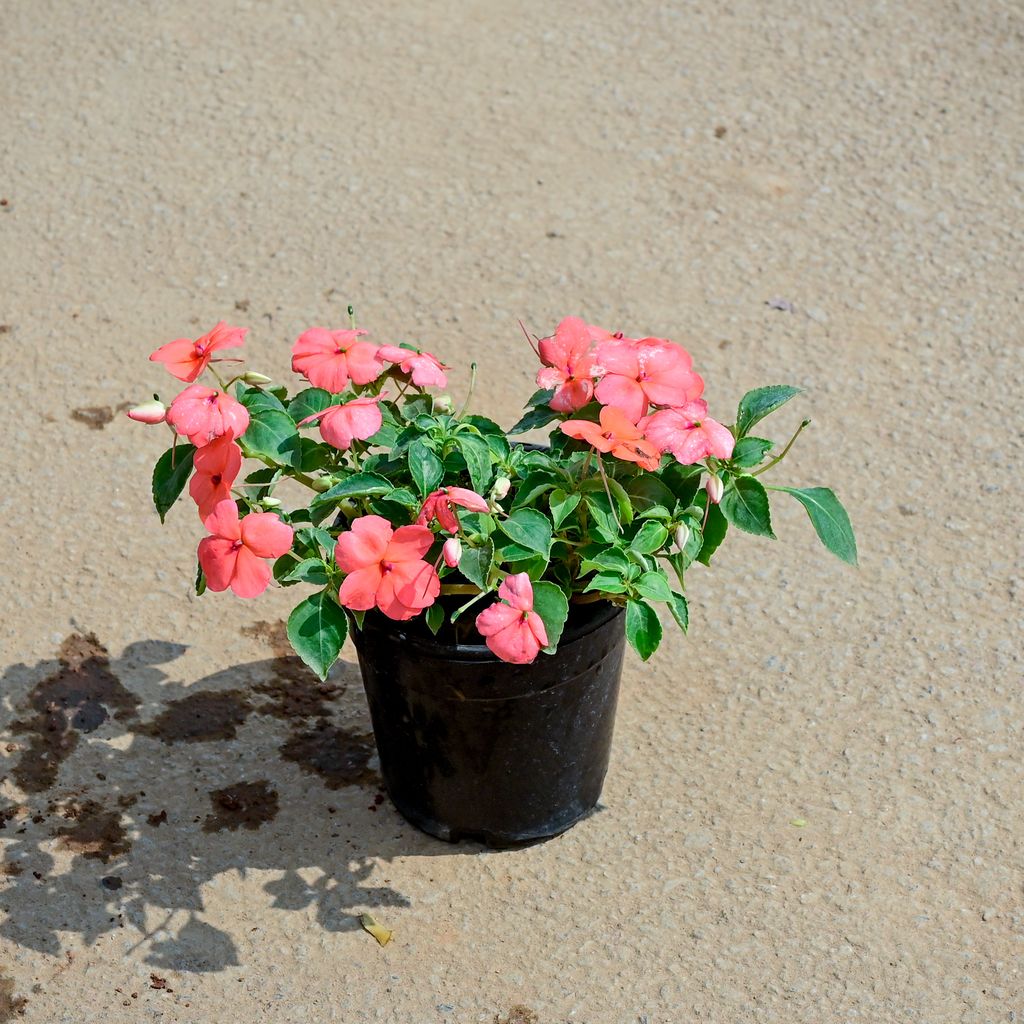 Balsam (any colour) in 5 Inch Nursery Pot