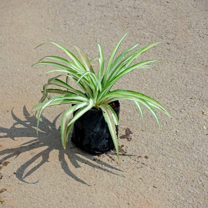 Buy Spider / Chlorophytum comosum White in 4 Inch Nursery Bag Online | Urvann.com