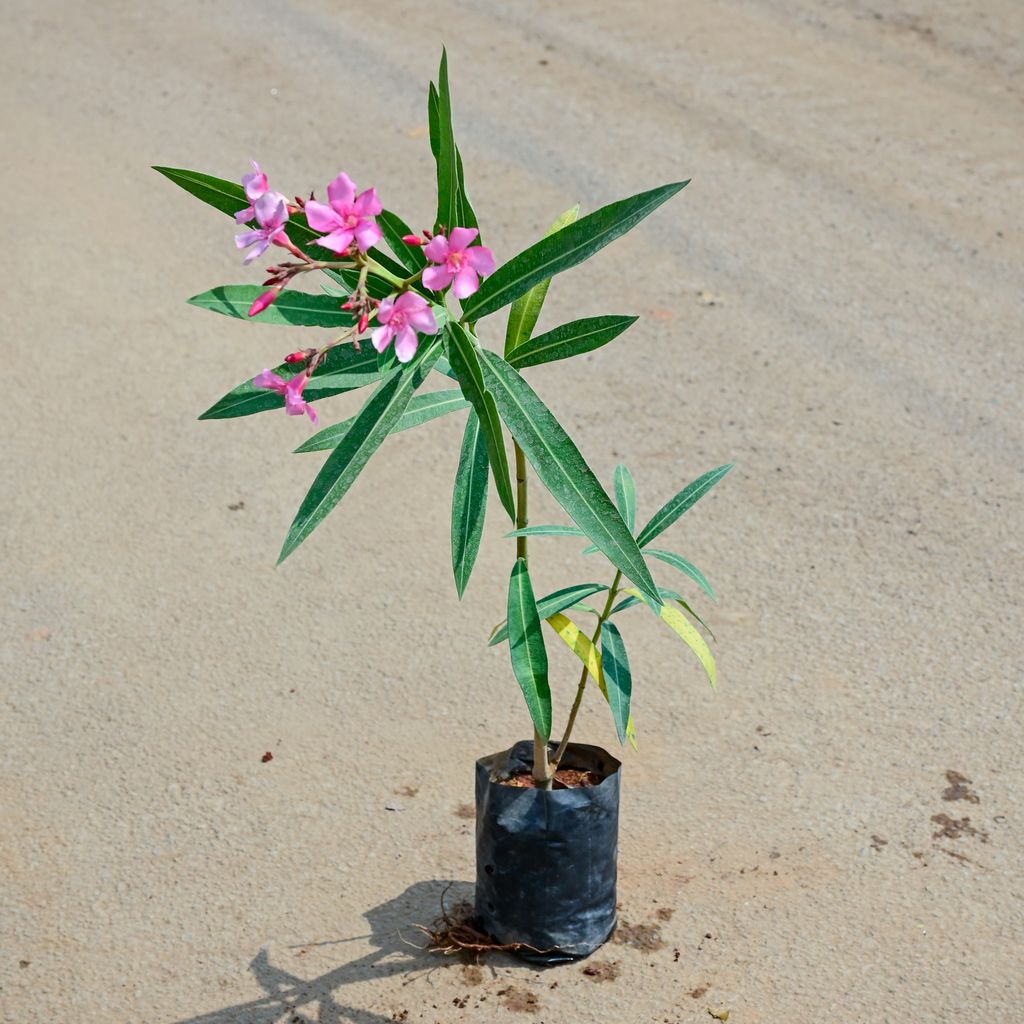 Kaner / Oleander Pink in 4 Inch Nursery Bag