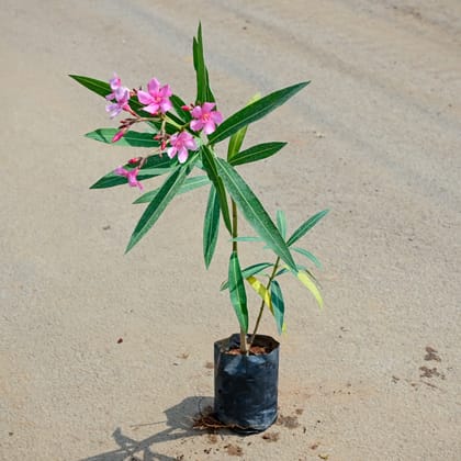 Buy Kaner / Oleander Pink in 4 Inch Nursery Bag Online | Urvann.com