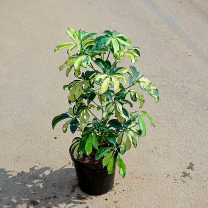 Buy Schefflera Variegated in 5 Inch Nursery Pot Online | Urvann.com