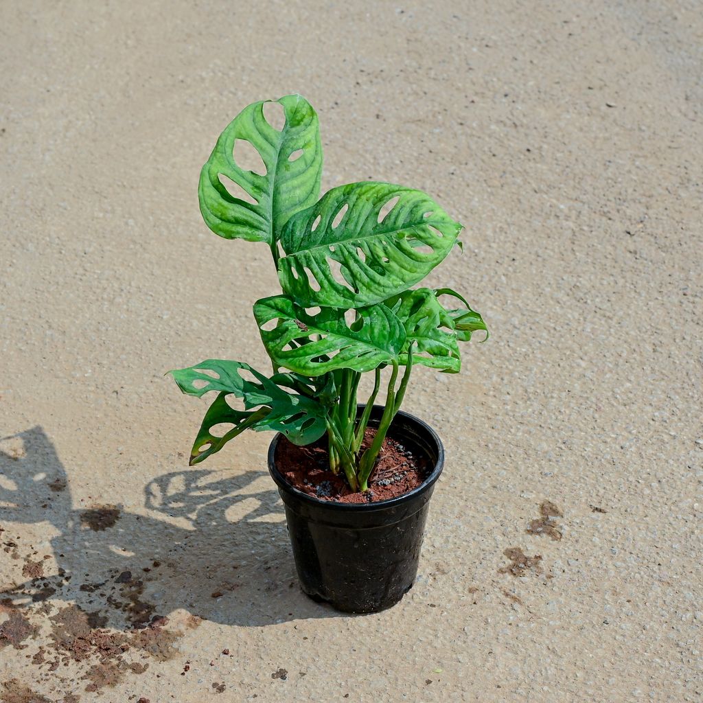 Monstera Broken Heart in 5 Inch Nursery Pot