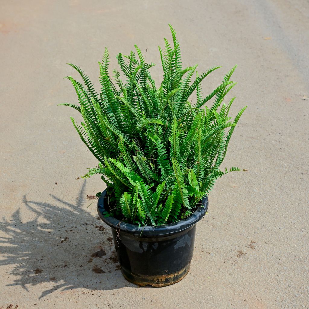 Fern Green Bushy in 10 Inch Nursery Pot