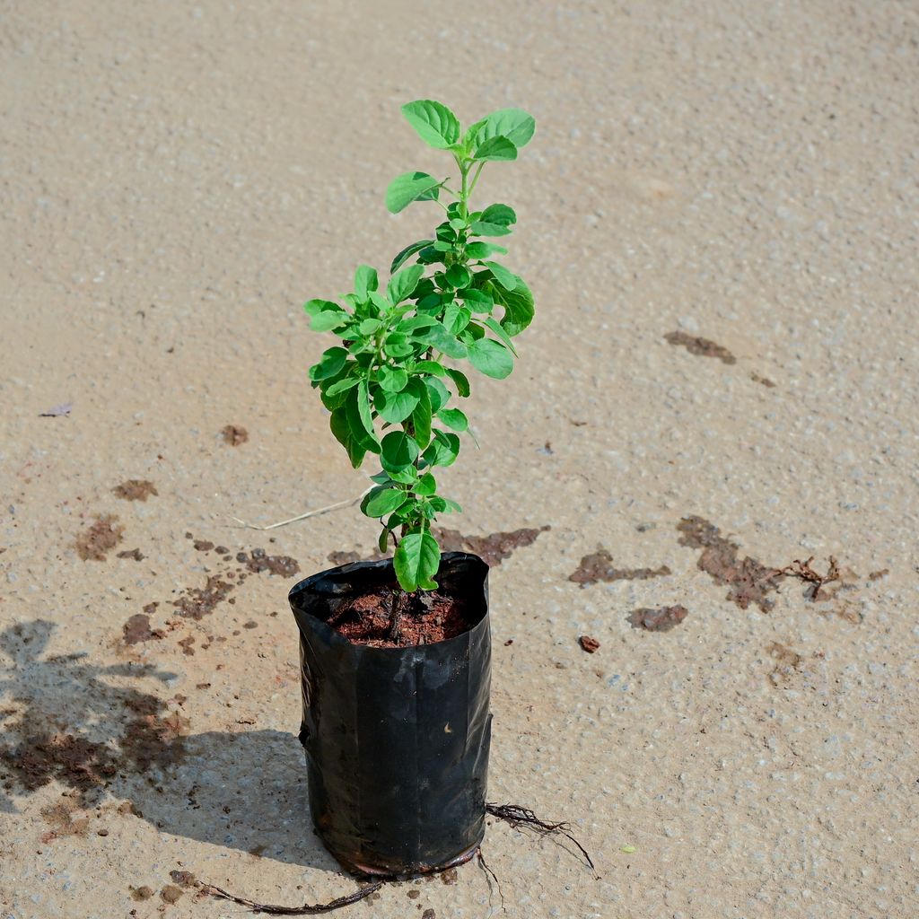 Rama Tulsi in 4 Inch Nursery Bag