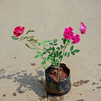 Buy Rose Pink in 5 Inch Nursery Bag Online | Urvann.com