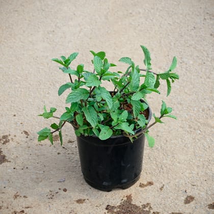 Buy Mint in 5 Inch Nursery Pot Online | Urvann.com