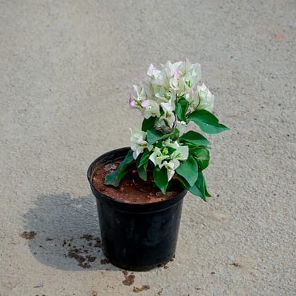 Buy Bougainvillea (any colour) in 5 Inch Nursery Pot Online | Urvann.com