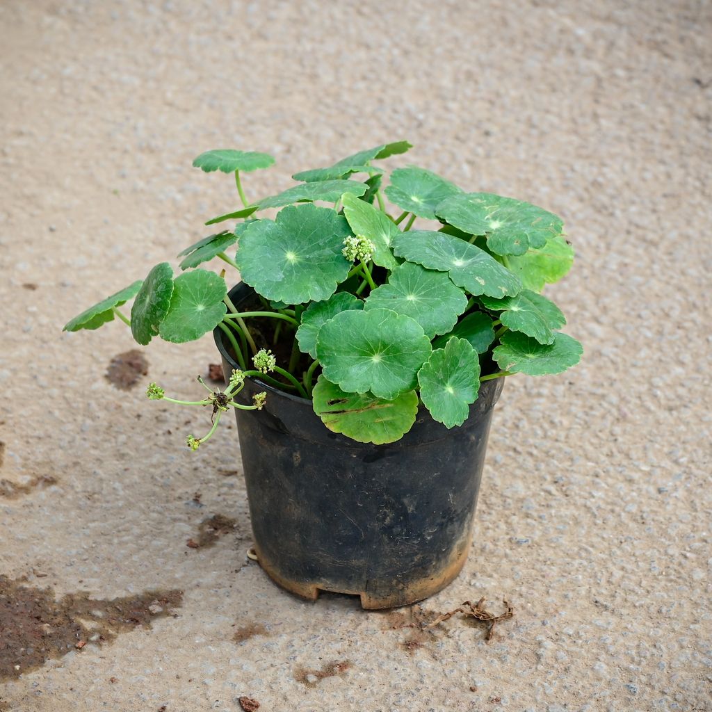 Brahmi Dollar / Pennywort Plant in 5 Inch Nursery Pot