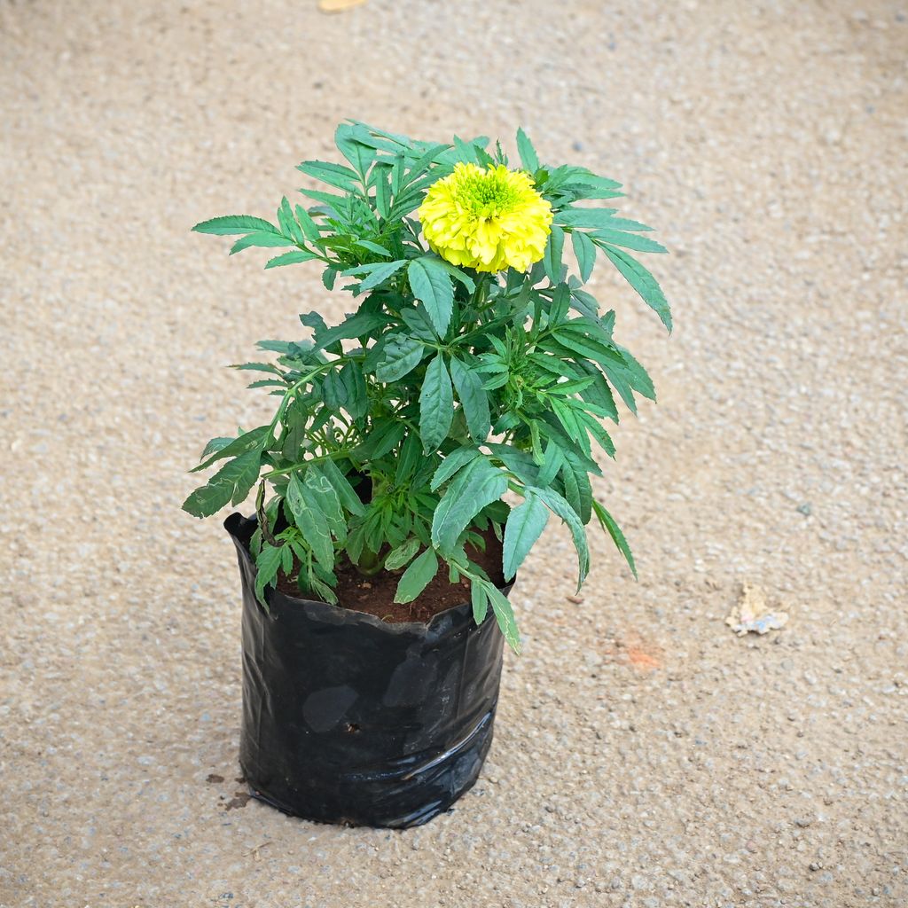 Marigold / Genda Yellow in 4 Inch Nursery Bag