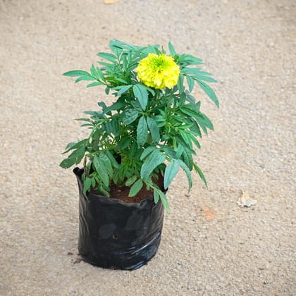 Buy Marigold / Genda Yellow in 4 Inch Nursery Bag Online | Urvann.com