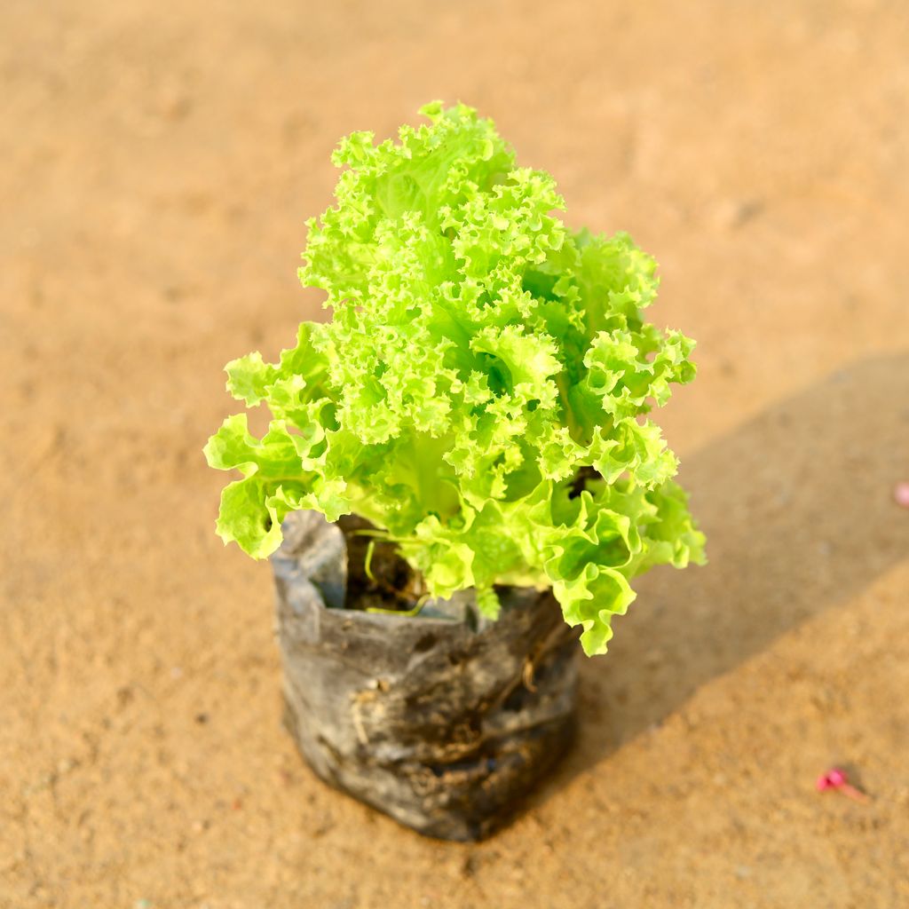 Lettuce Green / Salad Patta in 6 Inch Nursery Pot