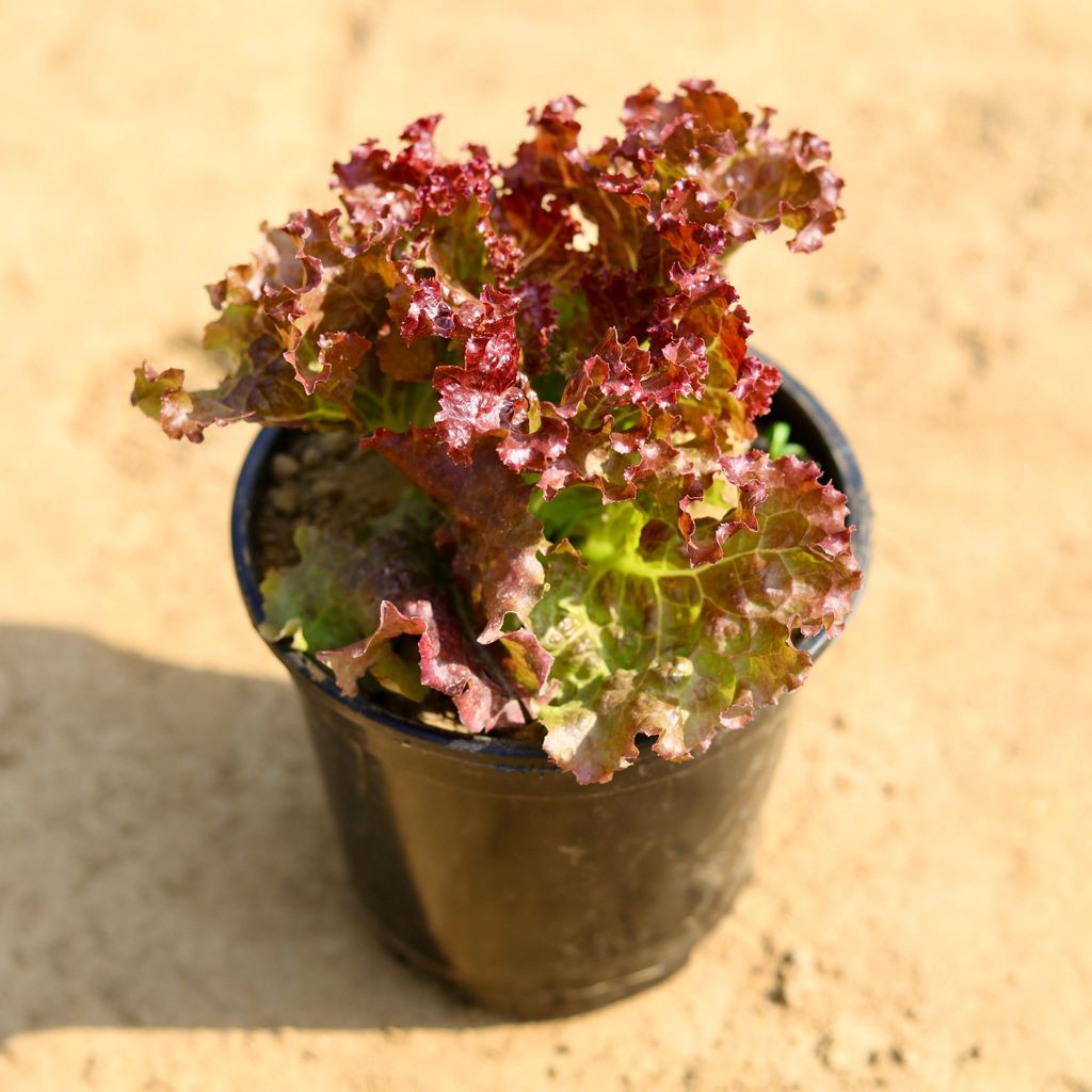 Lettuce Red in 6 Inch Nursery Pot