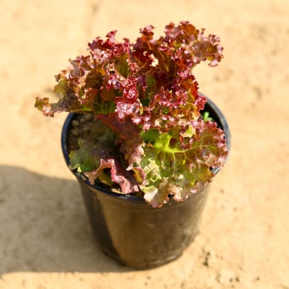 Buy Lettuce Red in 6 Inch Nursery Pot Online | Urvann.com