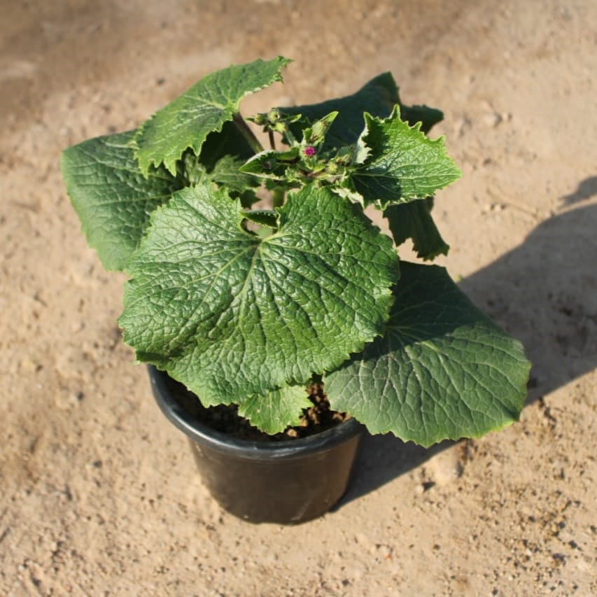 Cineraria (any colour) in 6 Inch Nursery Pot