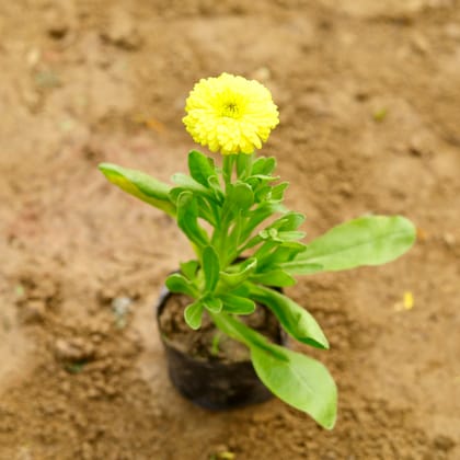 Buy Calendula (any colour) in 4 Inch Nursery Bag Online | Urvann.com