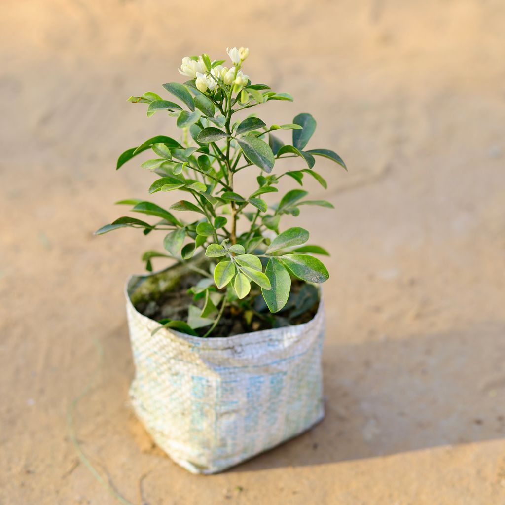 Madhu Kamini in 4 Inch Nursery Bag