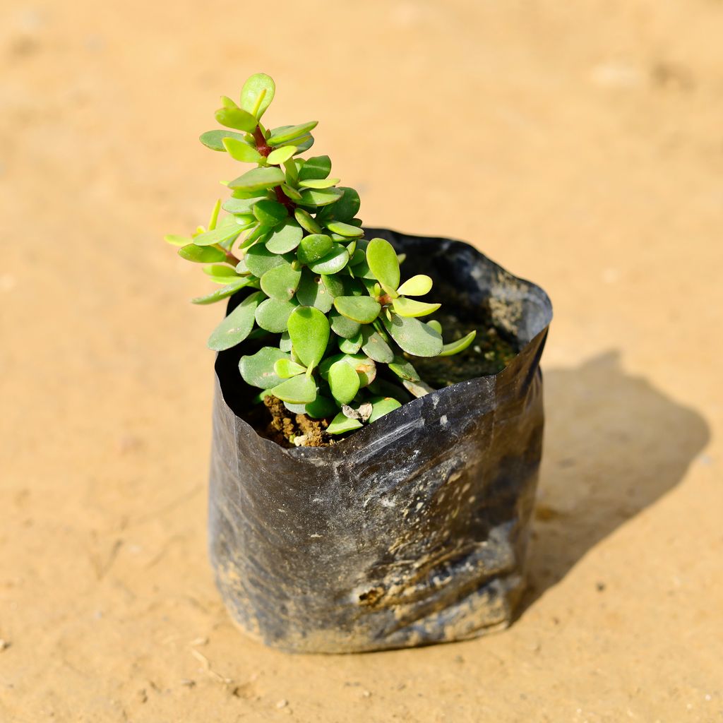 Jade big leaf in 4 Inch Nursery Bag