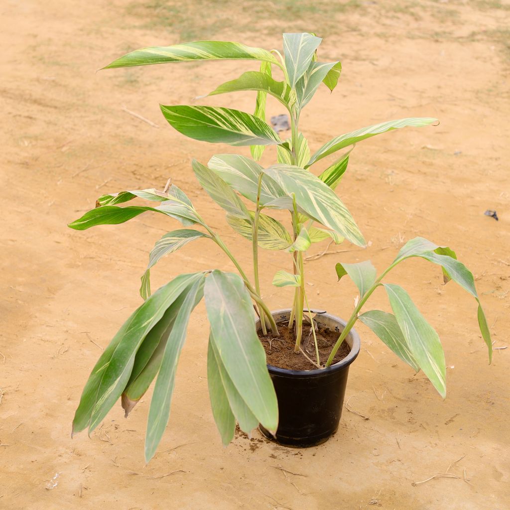 Alpinia in 10 Inch Nursery Pot