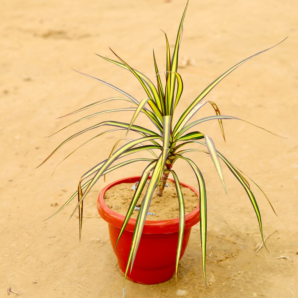 Dracaena Colorama / Marginata Golden in 8 Inch Classy Red Plastic Pot