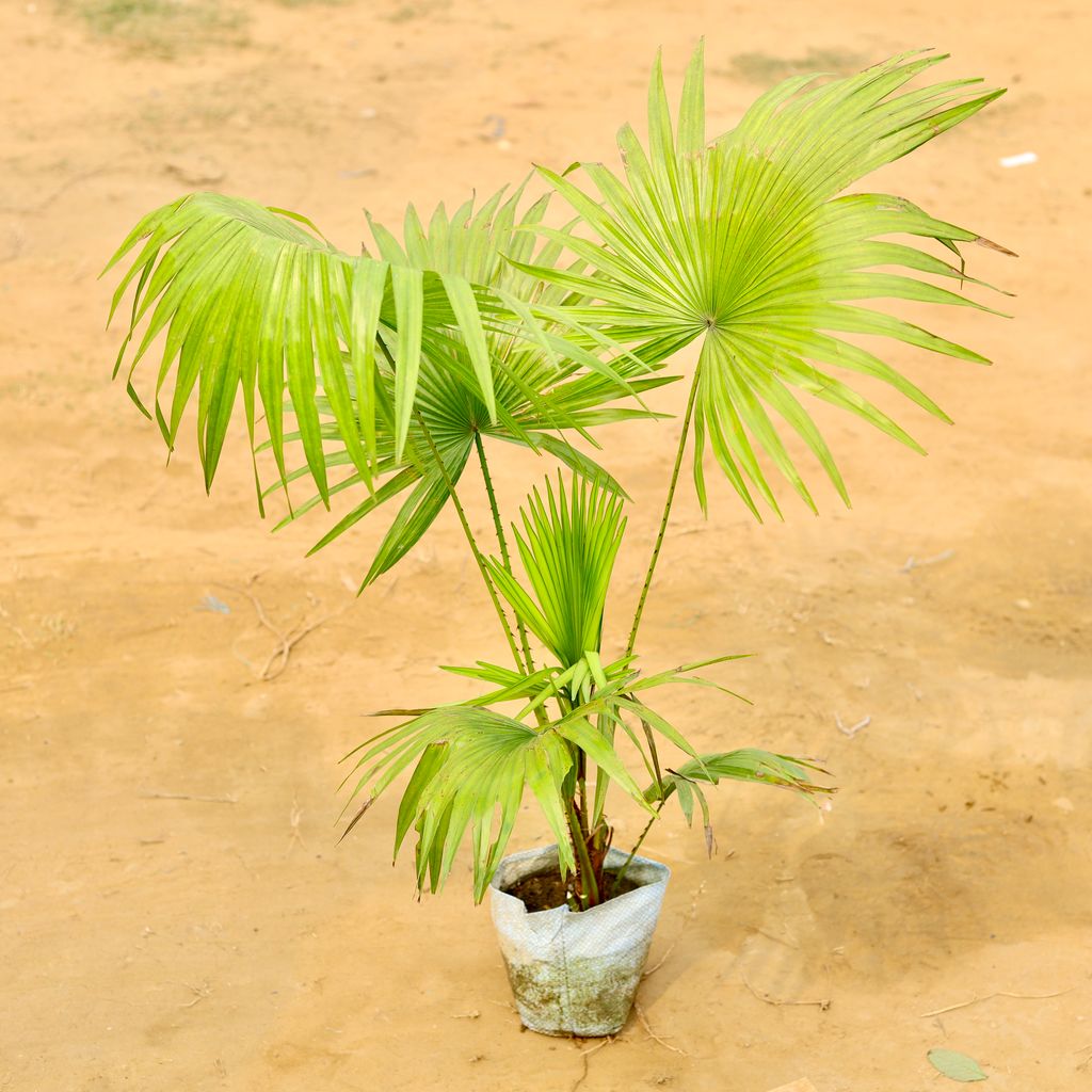 Free Next Day Delivery | China / Fan Palm in 6 Inch Nursery Bag