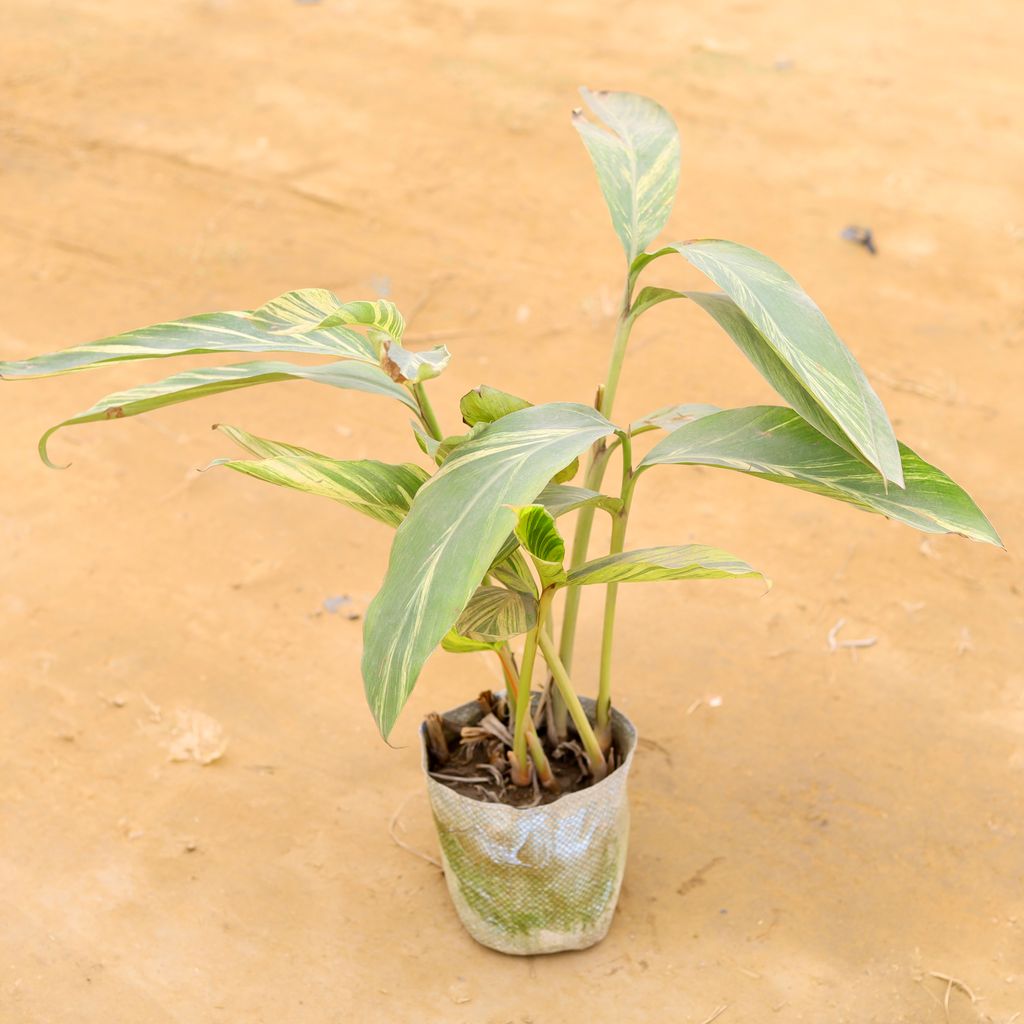 Alpinia in 6 Inch Nursery Bag