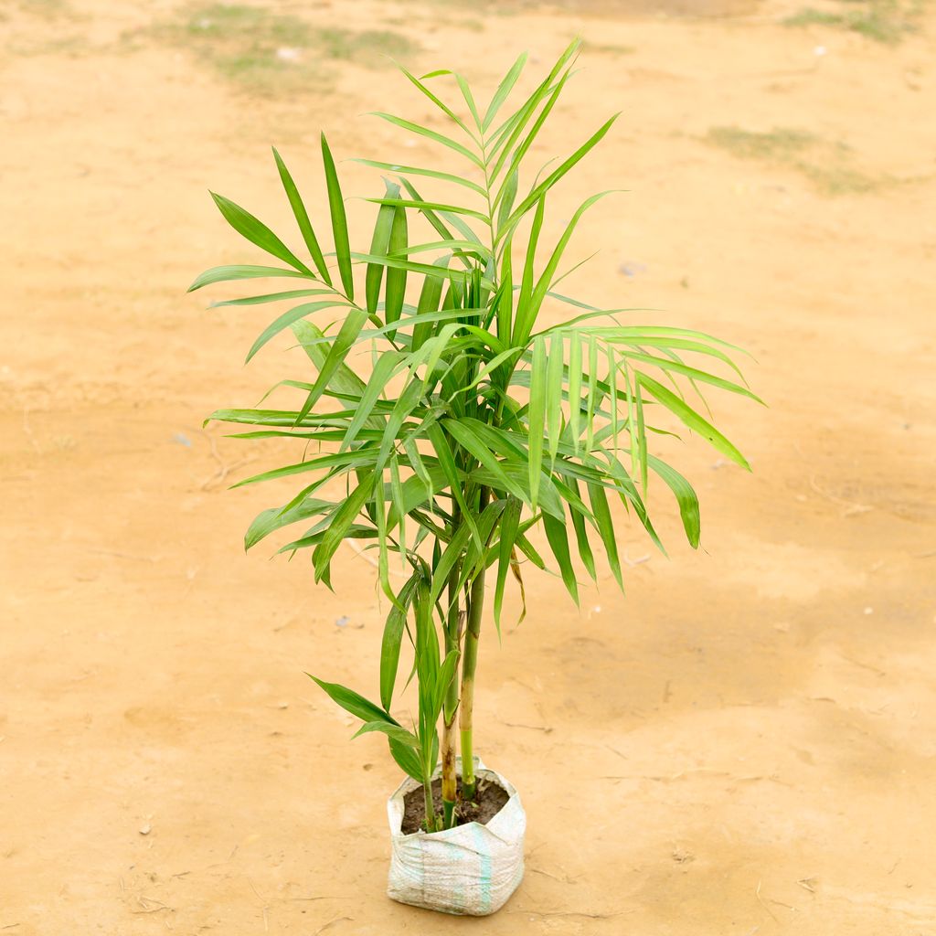 Free Next Day Delivery | Cane Palm in 6 Inch Nursery Bag