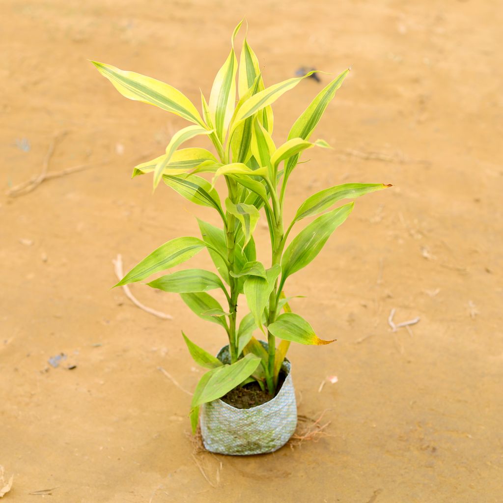 Lucky Bamboo Golden in 4 Inch Nursery Bag