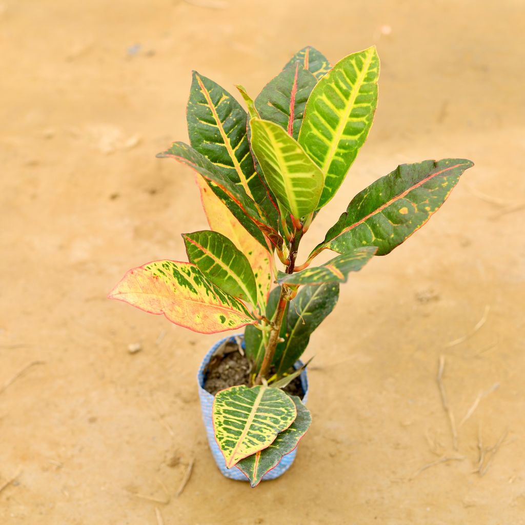 Croton Petra in 4 Inch Nursery Bag