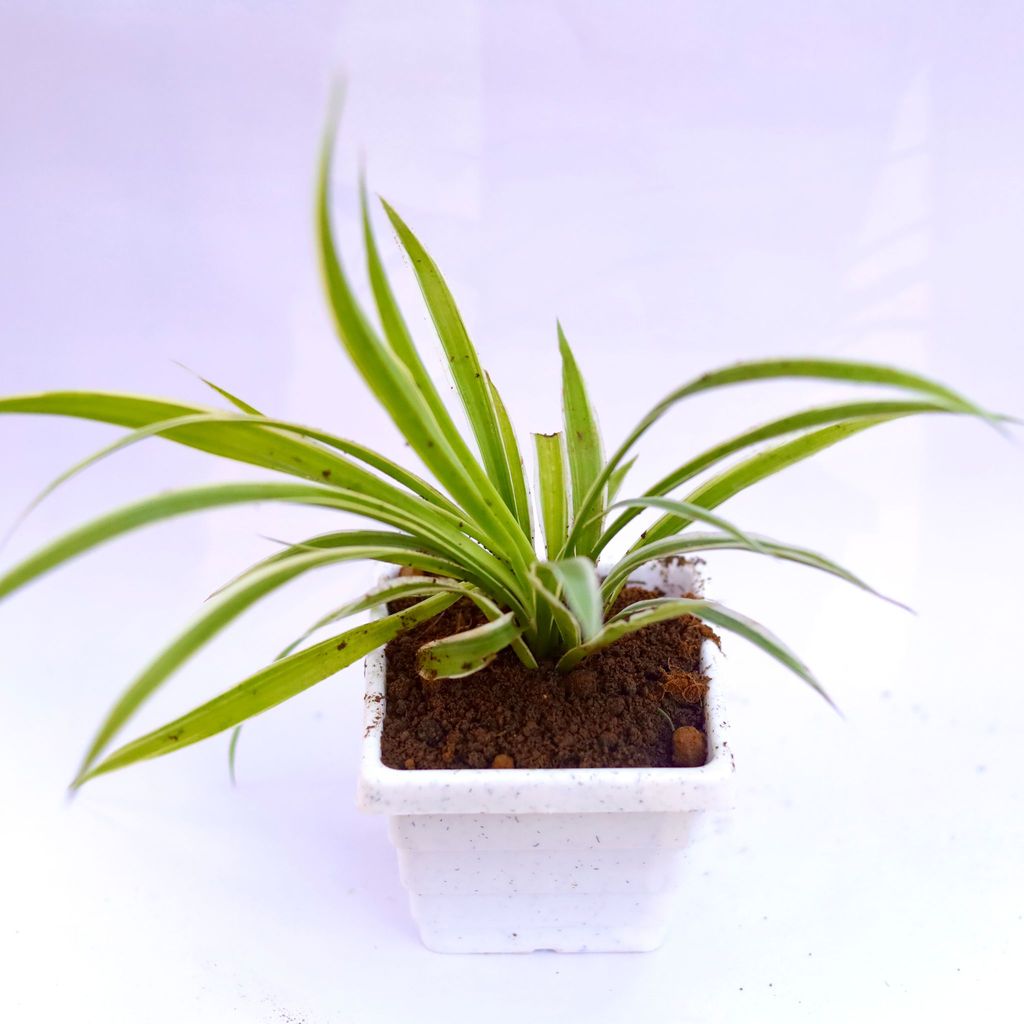 Spider in 4 Inch White Marble Premium Orchid Square Plastic Pot