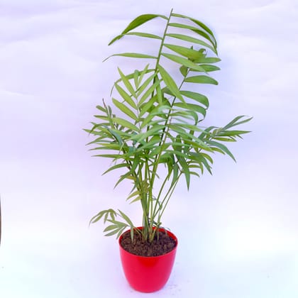 Buy Chameadorea Palm in 6 Inch Red Premium Orchid Round Plastic Pot Online | Urvann.com