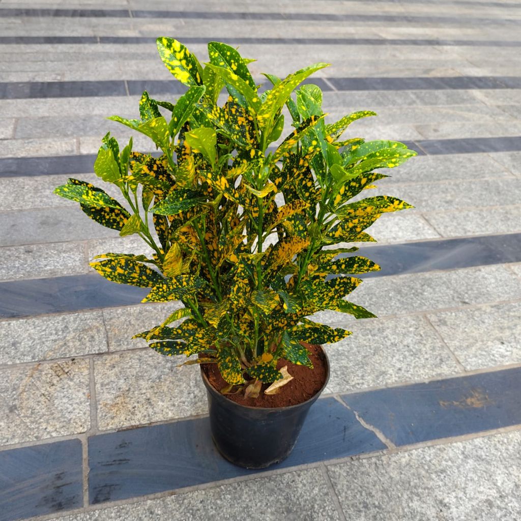 Baby Croton Gold Star in 5 Inch Nursery Pot