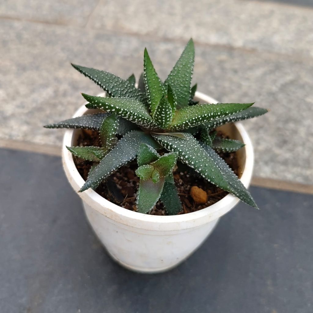 Tiger Tooth Aloe Succulent in 3 Inch Nursery Pot