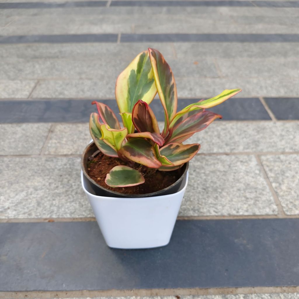 Peperomia / Radiator Plant Pink in 4 Inch White Premium Square Plastic Pot