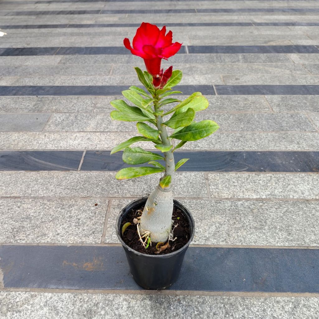 Adenium Bonsai (Any Colour) in 4 Inch Nursery Pot